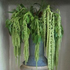 Amaranthus Caudatus Çiçeği Tohumu (50 tohum)