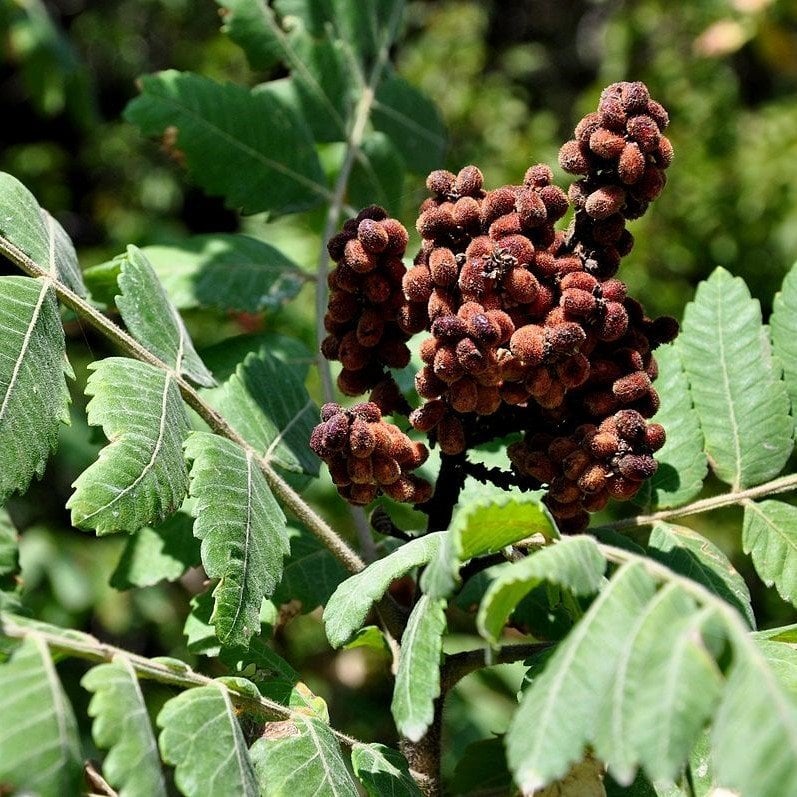 Tüplü Sumak Ağacı (Rhus Typhina) Fidanı (50-100 cm)