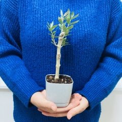 Gri Lüx Saksıda Bonsaiye Uygun Hediyelik Zeytin Fidanı (Bedava Kargo)