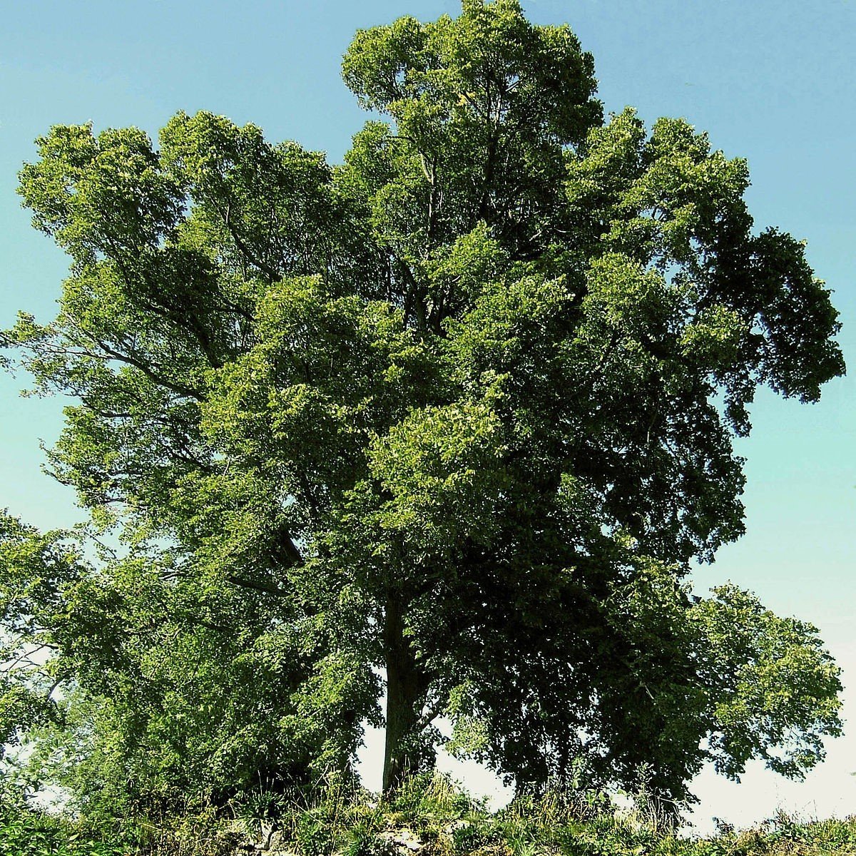 Tüplü (Fagus Sylvatica) Kayın Ağacı Fidanı