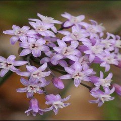 Lila Renginde Rosea Agrostemma(Karamuk) Çiçeği(Agrostemma Githago