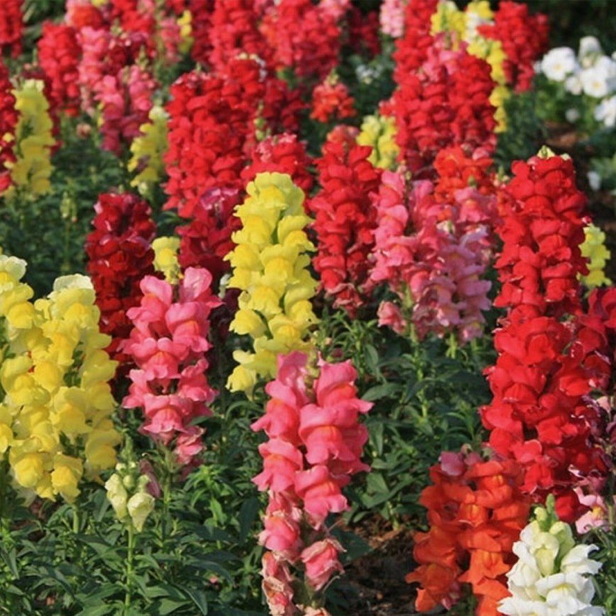 Antirrhinum Rainbow Mixed Karışık Aslanağzı Çiçeği Tohumu(200 tohum)