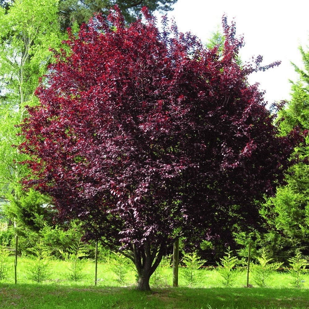 Tüplü Kırmızı Yapraklı Süs Eriği (prunus nigra) Fidanı