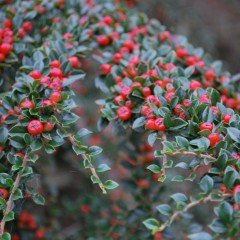 Tüplü Dağ Muşmulası Taş Elması Cotoneaster Fidanı