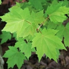 Tüplü Çınar Yapraklı Akçaağaç (Acer platanoides) Fidanı