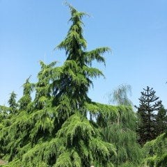 Tüplü Himalaya Sediri (Cedrus Deodora) Fidanı