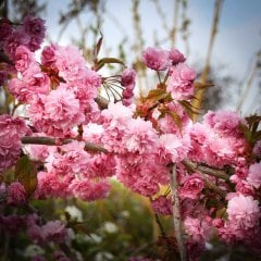 Tüplü Katmerli Çiçekli Süs Kirazı (Prunus serrulata) Fidanı