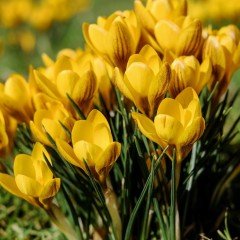 Sarı Renkli Dorothy Yellow Çiğdem Soğanı (5 adet)