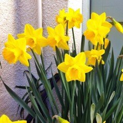 St Kevern Sarı Renkli Nergis Çiçeği Soğanı (5 adet)