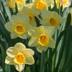 Golden Salome Sarı Nergis Çiçeği Soğanı (5 adet)