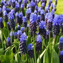 Muscari Latifolium Üzüm Sümbülü Soğanı (10 Adet)