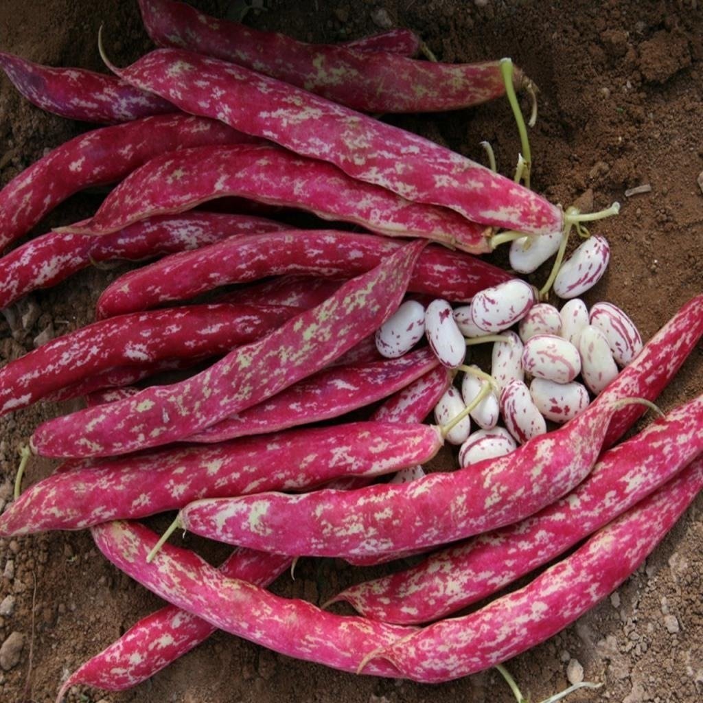 Doğal Sofralık Taze Sırık Barbunya Tohumu (50 gram)