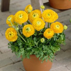 Saksılı Yellow Flight Sarı Renkli Düğün Çiçeği (1 Adet)