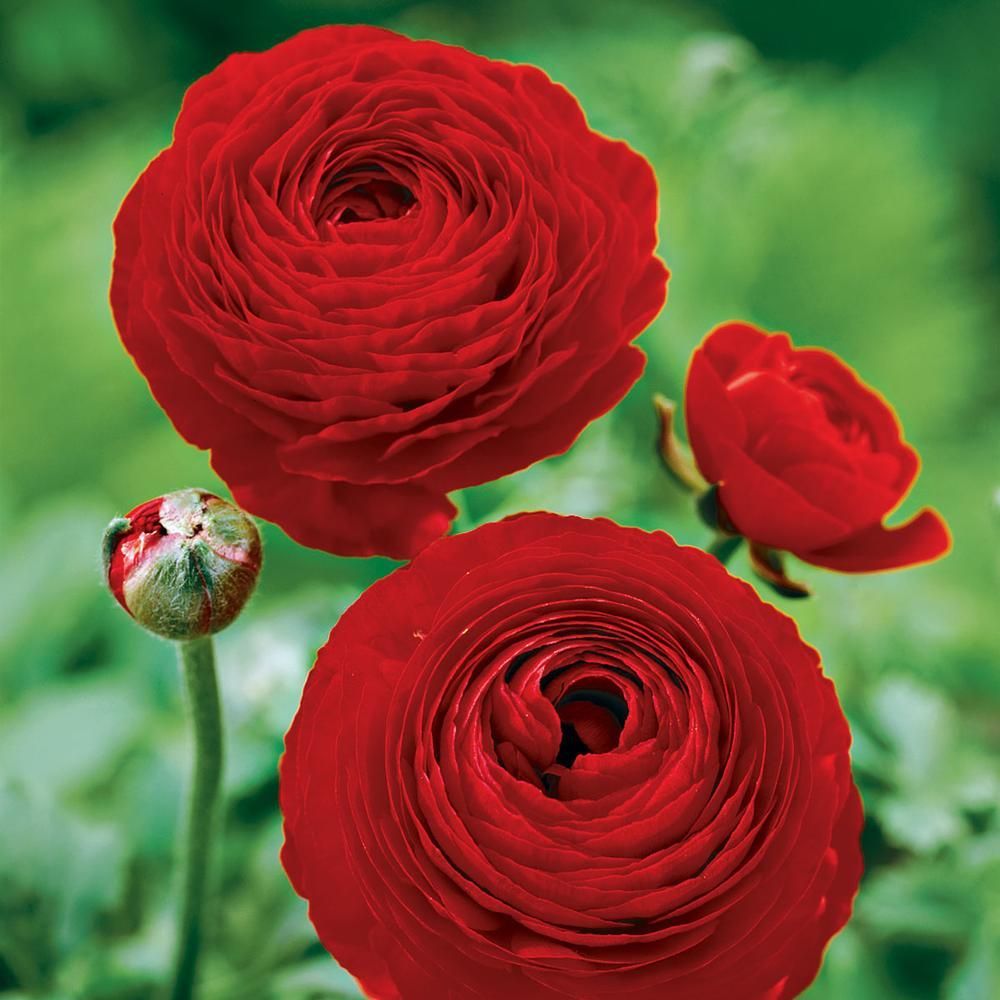 Saksılı Red Love Kırmızı Renkli Düğün Çiçeği (1 Adet)