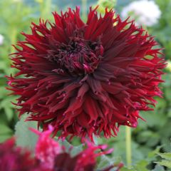 Kenora Macop-B Dahlia İri Yıldız Çiçeği Yumrusu (1 Adet)