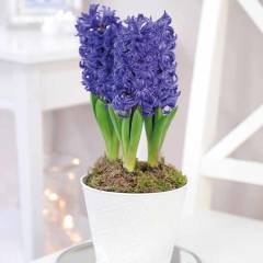 Hyacinthus Blue Pearl Sümbül Soğanı (3 adet)