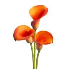Orange Alert Zantedeschia Turuncu Gala Çiçeği Calla Lily Soğanı (1 Adet)