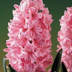 Hyacinthus Anna Marie Sümbül Soğanı (3 adet)