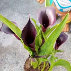 Odessa Zantedeschia Siyah Gala Çiçeği Calla Lily Soğanı (1 Adet)