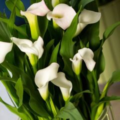 Crystal Clear Zantedeschia Beyaz Gala Çiçeği Calla Lily Soğanı (1 Adet)