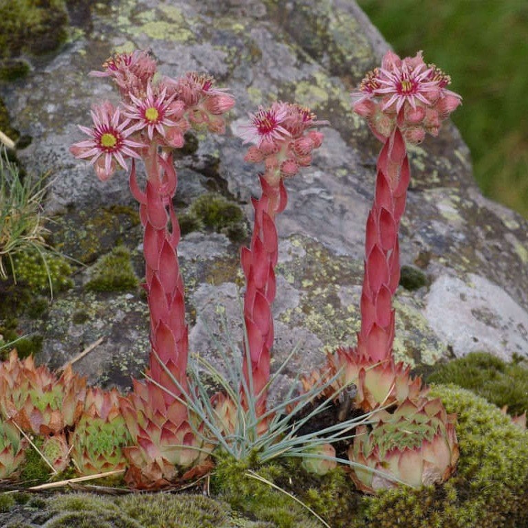 Sempervivum Tectorum Çiçeği Tohumu(20 tohum)