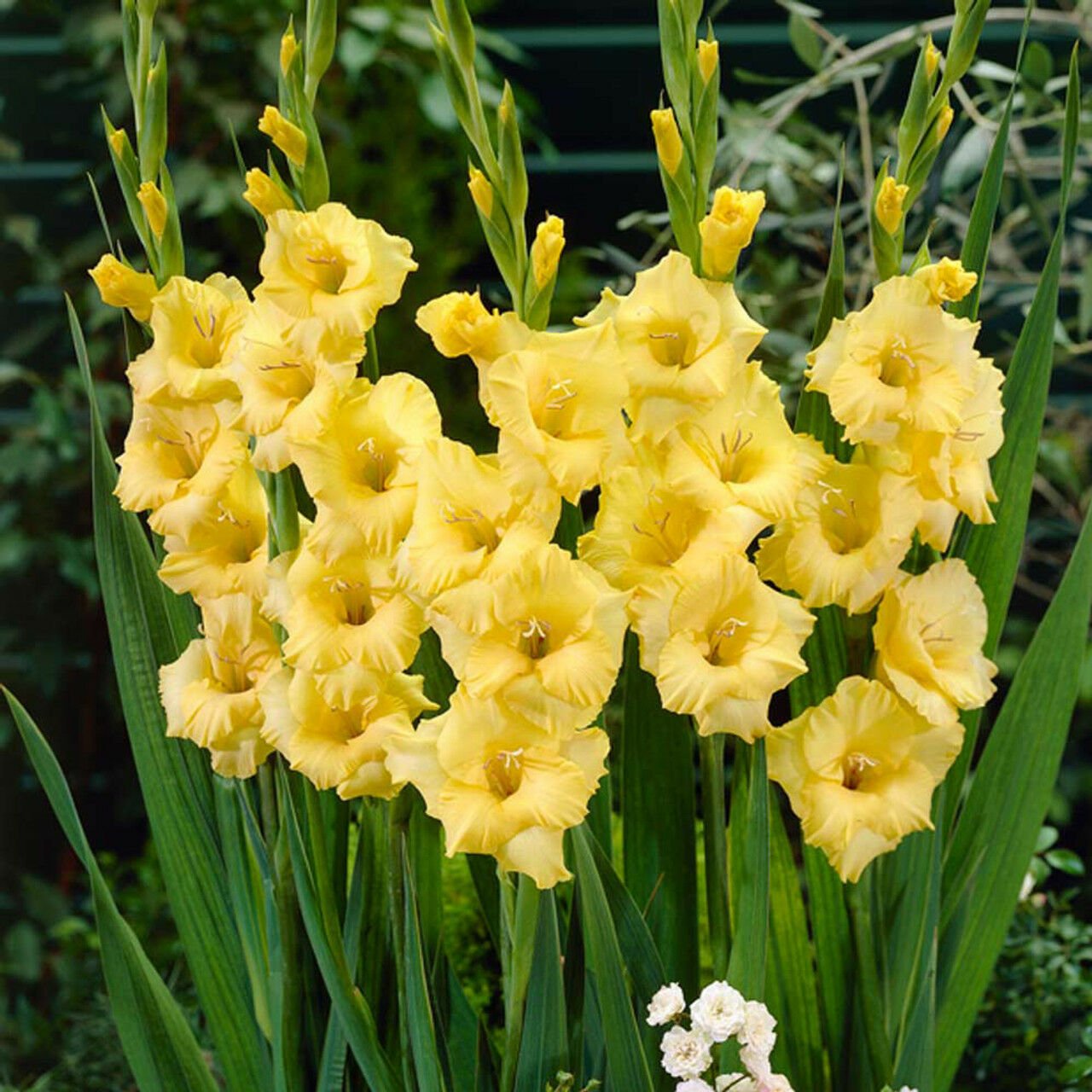 Gladiolus Jacksonvilla Gold Sarı Glayör Çiçeği Soğanı (4 adet)