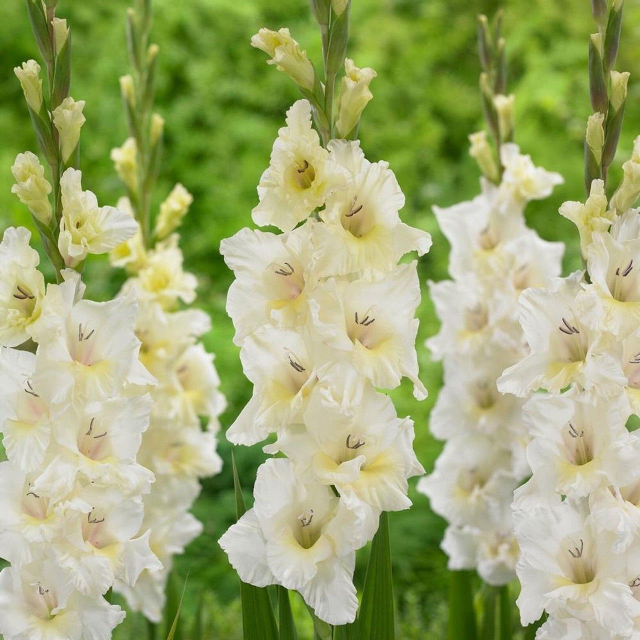 Gladiolus White Prosperity Beyaz Glayör Çiçeği Soğanı (4 adet)