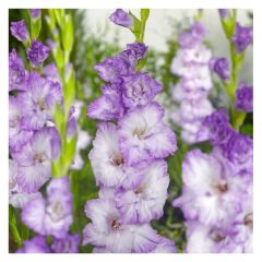 Gladiolus Blue Frost Özel Renk Glayör Çiçeği Soğanı (4 adet)