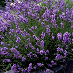 Lavandula Angustifolia Lavanta Çiçeği Tohumu(100 adet)