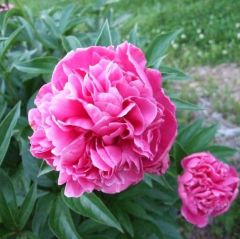 Dark Pink Color Peony Koyu Pembe Renkli Şakayık Çiçeği Yumrusu (1 Adet)
