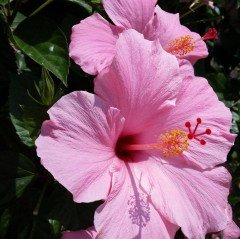 Rosea Mallow Hibiscus Çiçeği Tohumu(10 tohum)