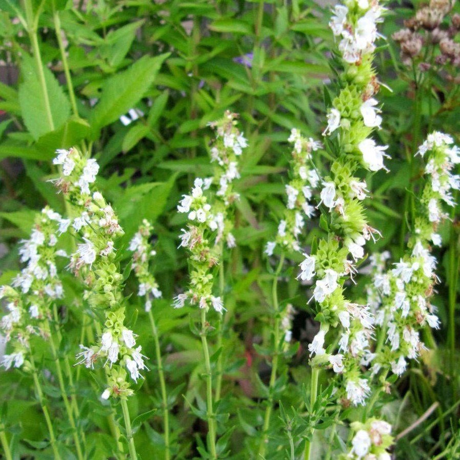 Dev Meksida Beyazı Hyssop Çiçeği Tohumu(50 tohum)