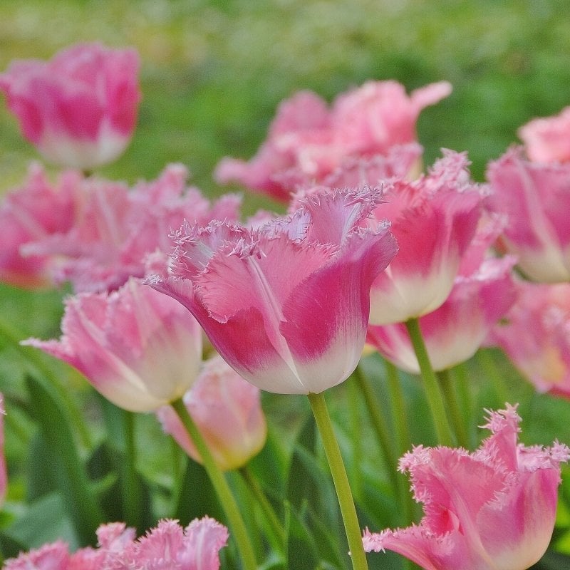 Fancy Frills Fırfırlı Pink Lale Soğanı (5 adet)