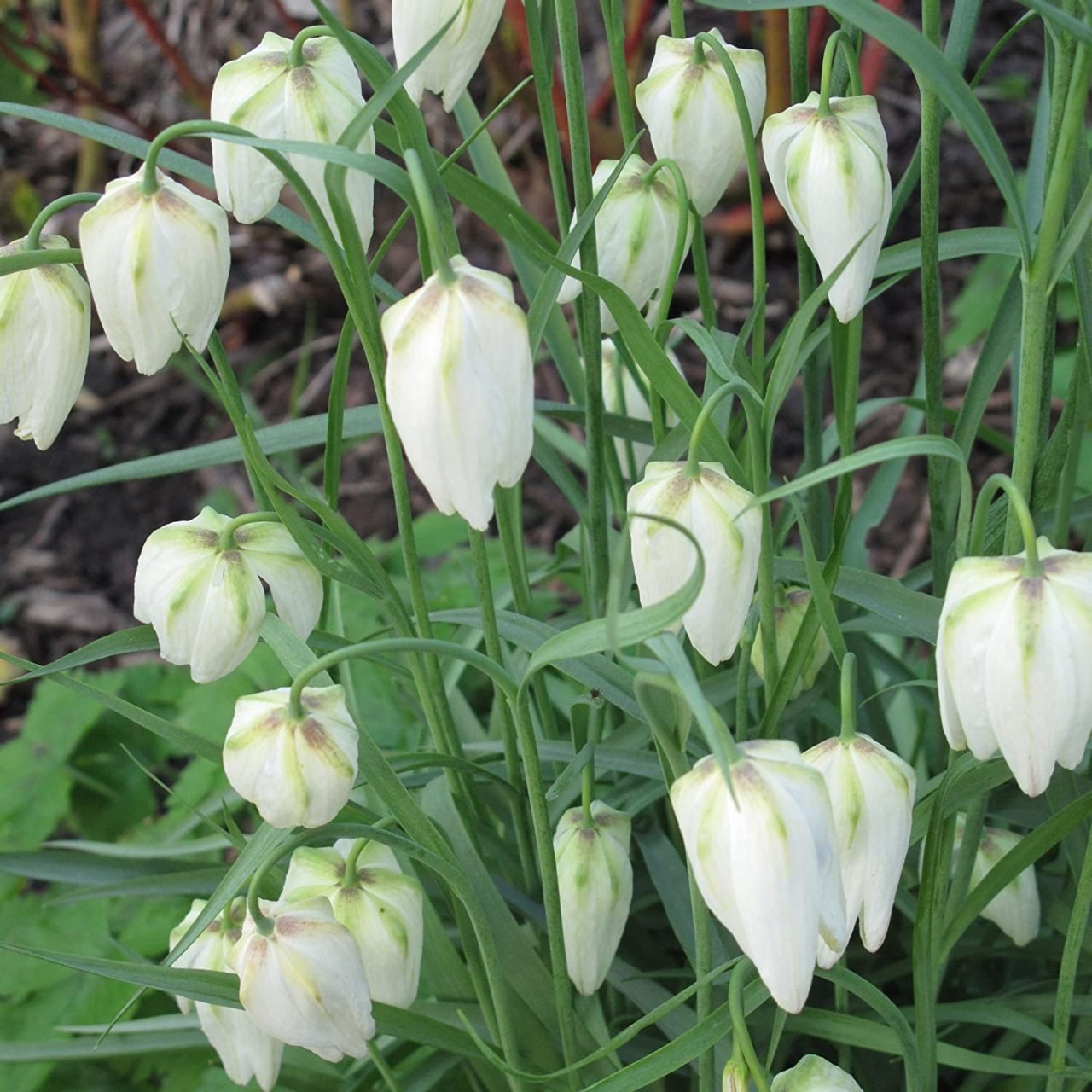 Fritillaria Alba White Ters Lale Soğanı (1 adet)