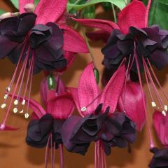 Fuchusia Blacky Nadir Tür Siyah Küpe Çiçeği Fidesi (2 Adet Fide)