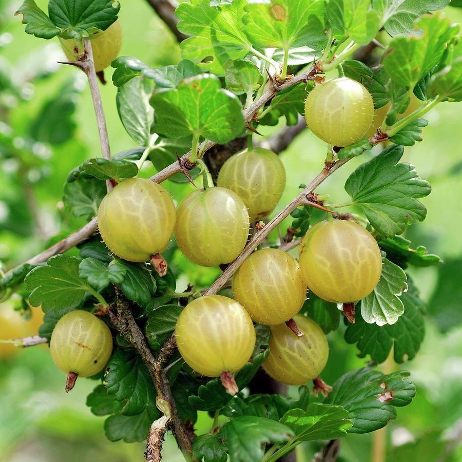Tüplü Aromatik Gooseberry Sarı Bektaşi Üzümü Fidanı (5-15 Cm)