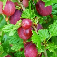 Tüplü Aromatik Gooseberry Kırmızı Bektaşi Üzümü Fidanı
