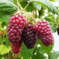 Tüplü Nadir Bulunan Aromatik Tayberry Böğürtlen Fidanı
