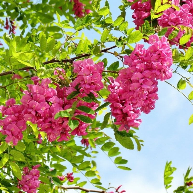 Tüplü Yoğun Kokulu Pembe Çiçekli Akasya (Robinia Hispida) Fidanı