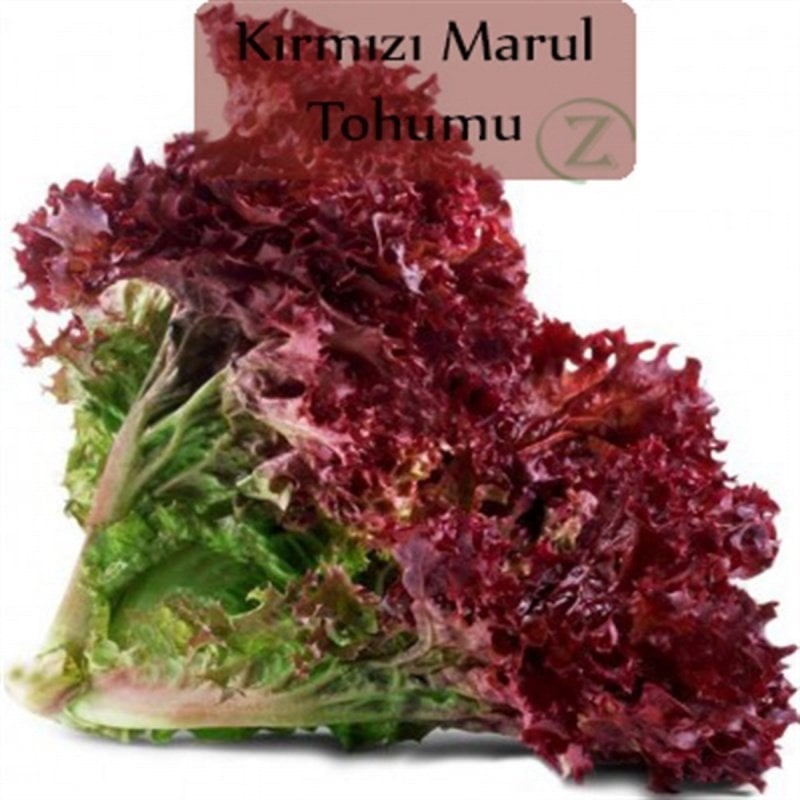 Kırmızı Yapraklı Kıvırcık Marul (1 gram)