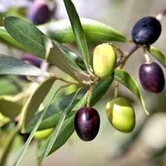 Yeşil Kırmalık Yeni Mahsül Orta Boy Gemlik Trilye Zeytin (10 kg)