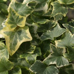 Hedera Helix Anne Maria Alacalı Herdem Yeşil Sarmaşık Fidanı (80-120 cm)