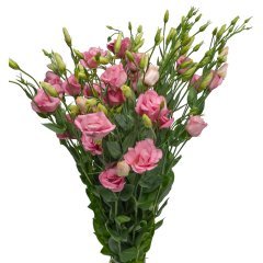 Katmerli Papillon Pink Blush Lisianthus Çiçeği Tohumu(50 tohum)