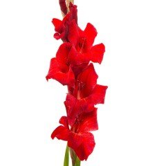 Gladiolus Red Swan Kırmızı Glayör Çiçeği Yumrusu Soğanı (2 adet)