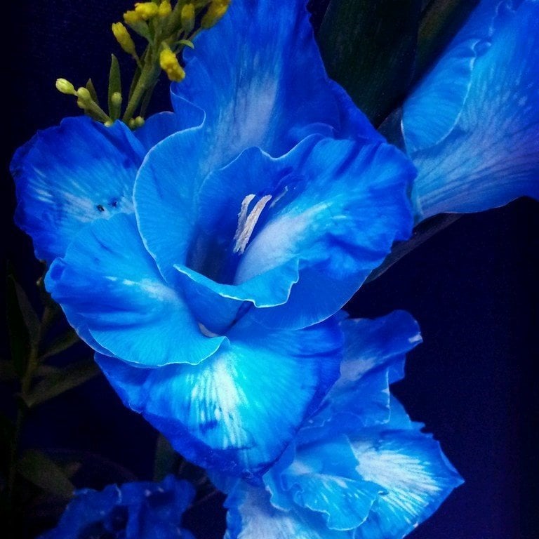 Gladiolus Blue Swan Mavi Glayör Çiçeği Yumrusu Soğanı (2 adet)