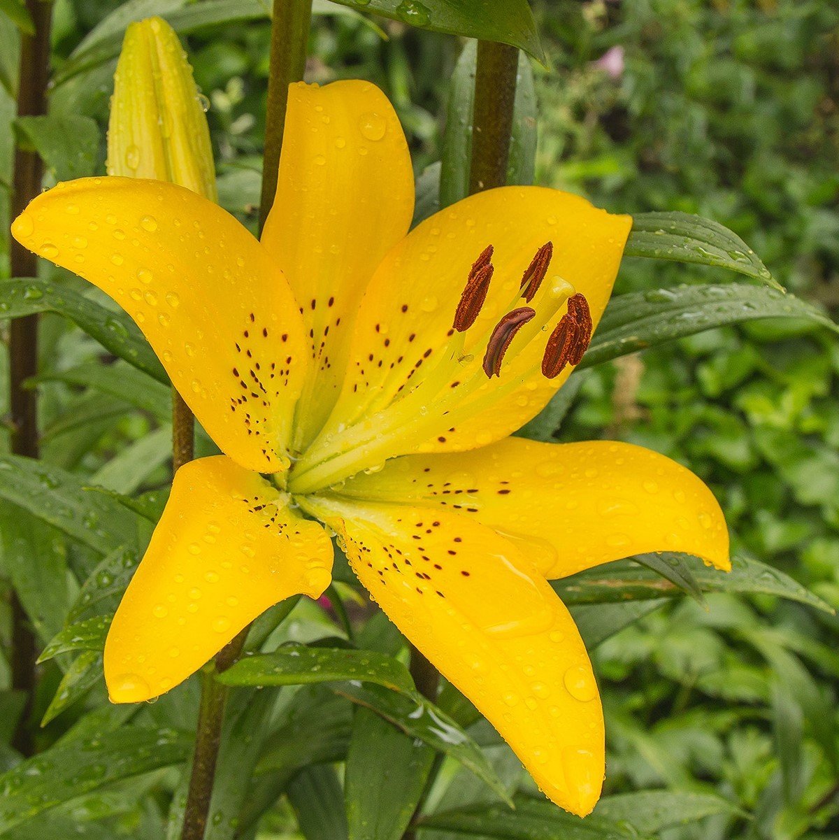 Yellow Diamond Lily Sarı Renkli Zambak Çiçeği Soğanı (2 Adet)