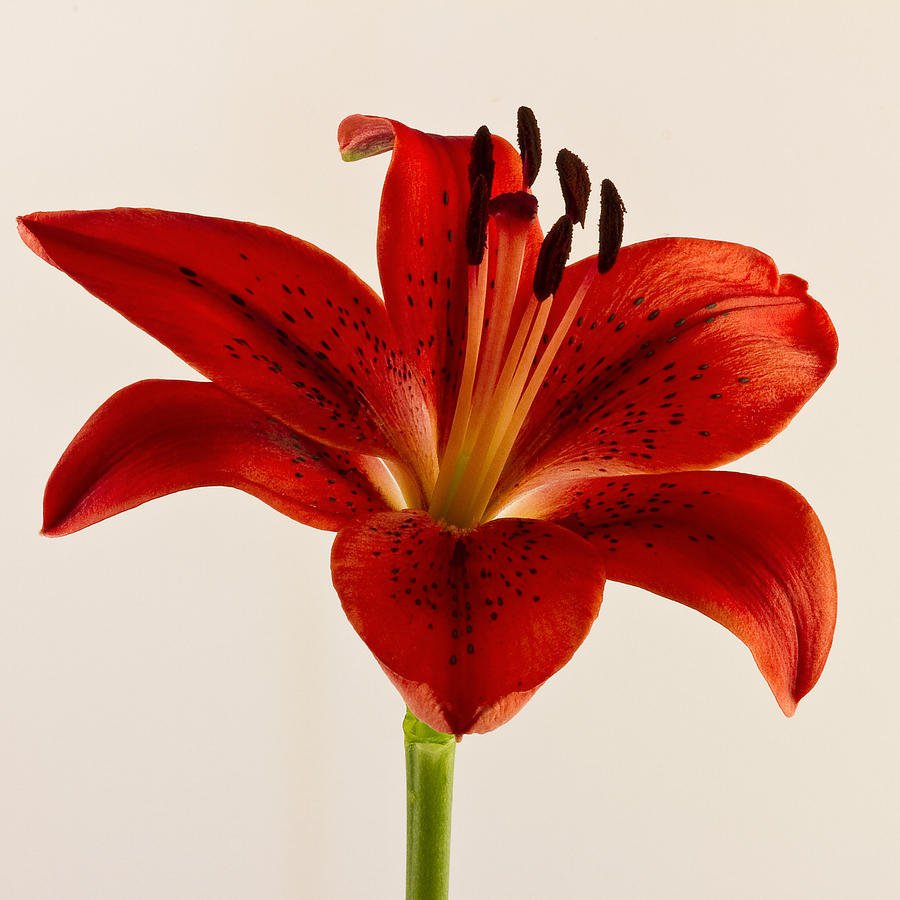 Red Diamond Lily Kırmızı Renkli Zambak Çiçeği Soğanı (2 adet)