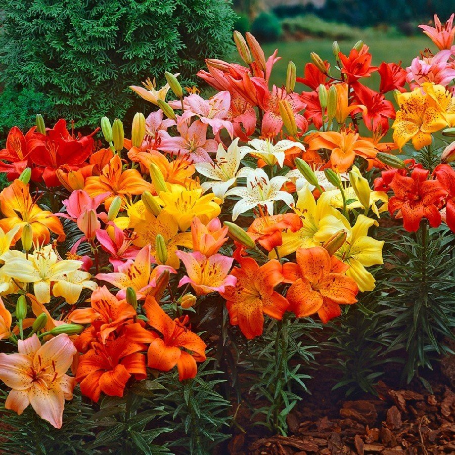 Mixed Lily Karışık Renkli Zambak Çiçeği Soğanı (4 adet)