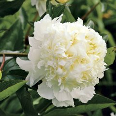 White Color Peony Beyaz Renkli Şakayık Çiçeği Yumrusu (1 Adet)
