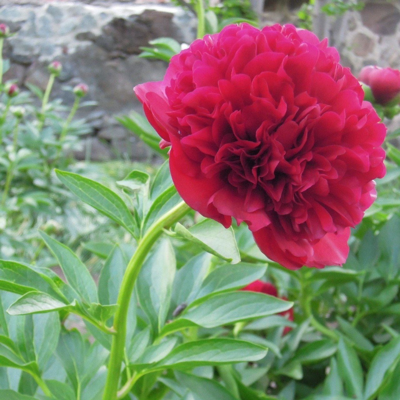 Red Color Peony Kırmızı Renkli Şakayık Çiçeği Yumrusu (1 Adet)